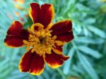 French Marigold